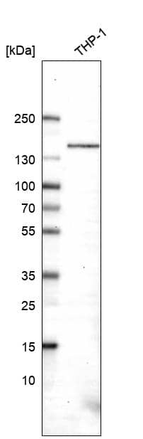 CD11c Antibody (CL1831) - Azide and BSA Free Western Blot: CD11c Antibody [NBP3-44020]