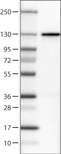 CTCF Antibody (CL0304) - Azide and BSA Free Western Blot: CTCF Antibody [NBP3-44025]