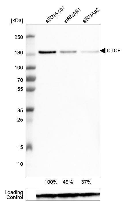CTCF Antibody (CL0304) - Azide and BSA Free Western Blot: CTCF Antibody [NBP3-44025]