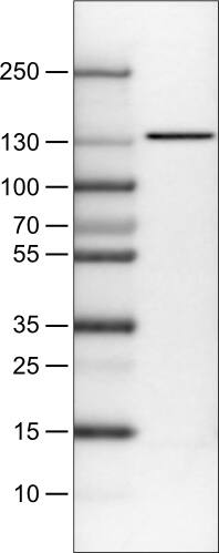 CTCF Antibody (CL0307) - Azide and BSA Free Western Blot: CTCF Antibody [NBP3-44027]