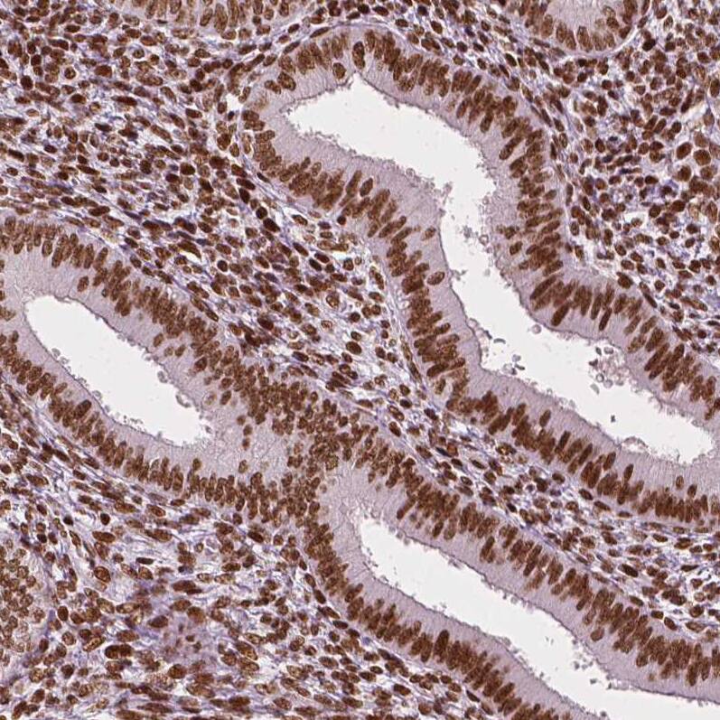 CTCF Antibody (CL0307) - Azide and BSA Free Immunohistochemistry-Paraffin: CTCF Antibody [NBP3-44027]