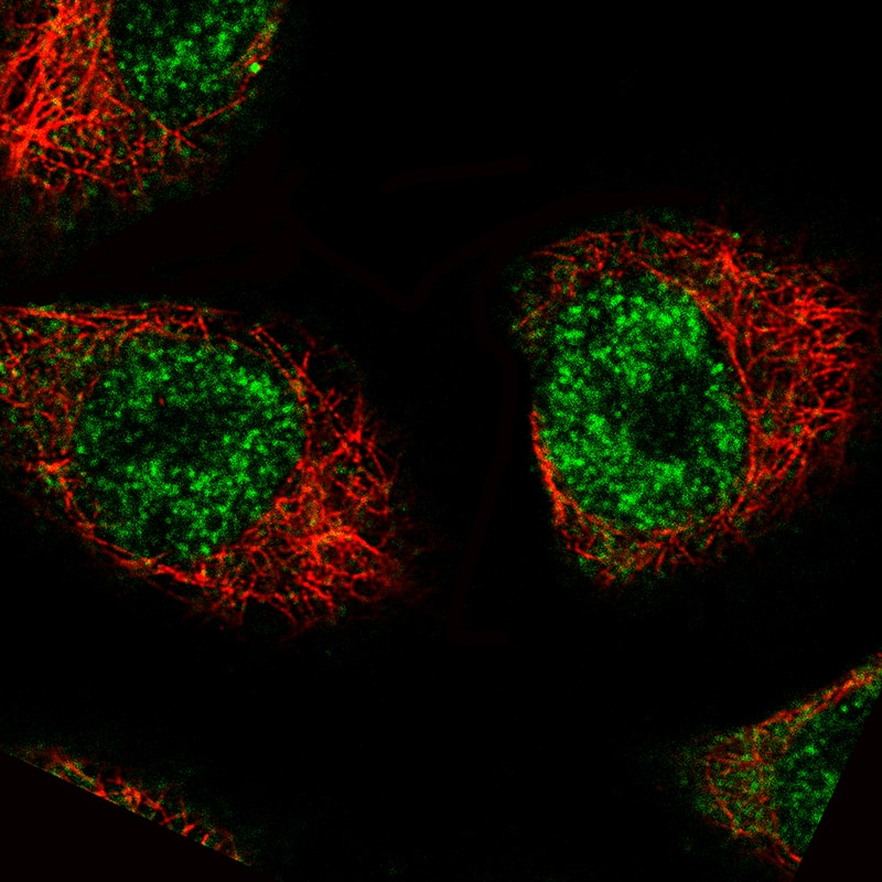 MKL2 Antibody (CL1546) - Azide and BSA Free Immunocytochemistry/ Immunofluorescence: MKL2 Antibody [NBP3-44028]