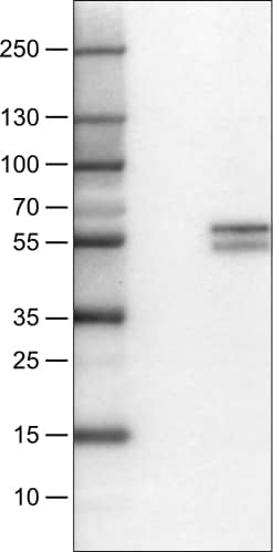 CD4 Antibody (CL0395) - Azide and BSA Free Western Blot: CD4 Antibody [NBP3-44029]