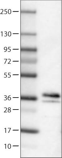 Secretagogin Antibody (CL0271) - Azide and BSA Free Western Blot: Secretagogin Antibody [NBP3-44030]