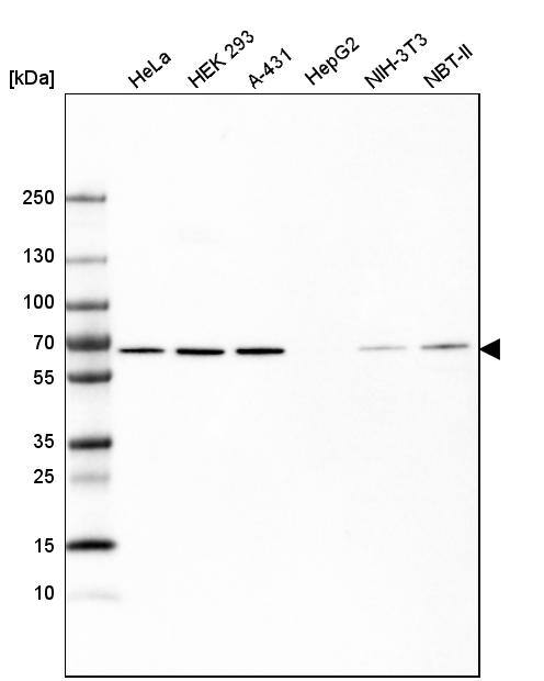 HDAC1 Antibody (CL0510) - Azide and BSA Free Western Blot: HDAC1 Antibody [NBP3-44032]