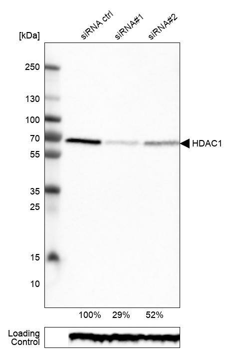 HDAC1 Antibody (CL0510) - Azide and BSA Free Western Blot: HDAC1 Antibody [NBP3-44032]