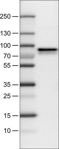 Metadherin Antibody (CL0401) - Azide and BSA Free Western Blot: Metadherin Antibody [NBP3-44033]