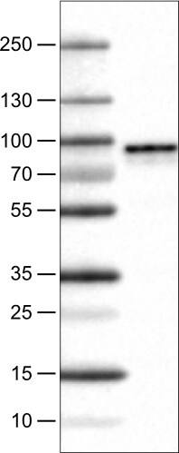 Metadherin Antibody (CL0397) - Azide and BSA Free Western Blot: Metadherin Antibody [NBP3-44034]