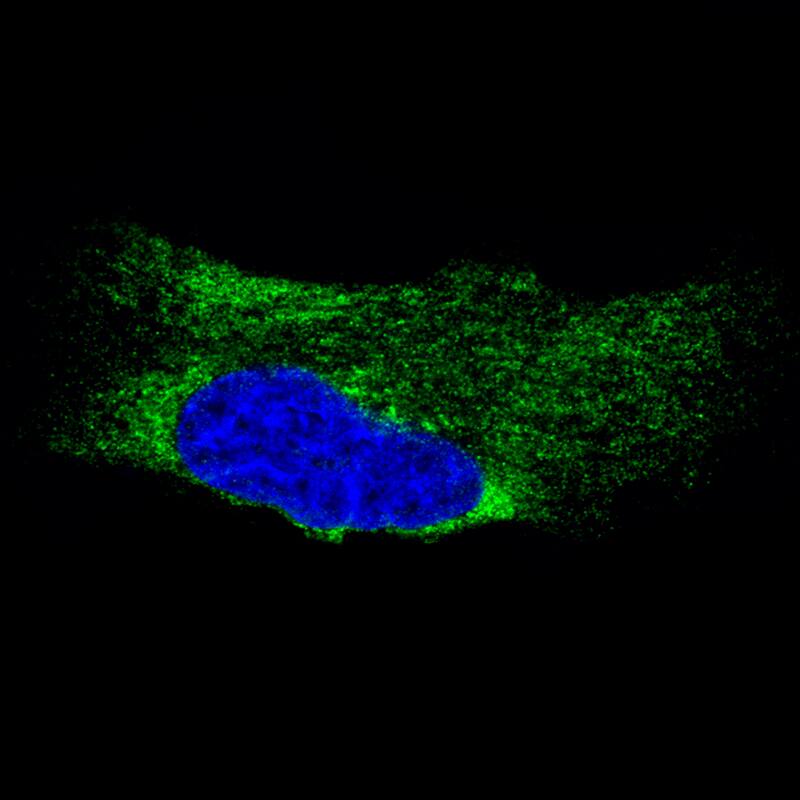 Metadherin Antibody (CL0397) - Azide and BSA Free Immunocytochemistry/ Immunofluorescence: Metadherin Antibody [NBP3-44034]