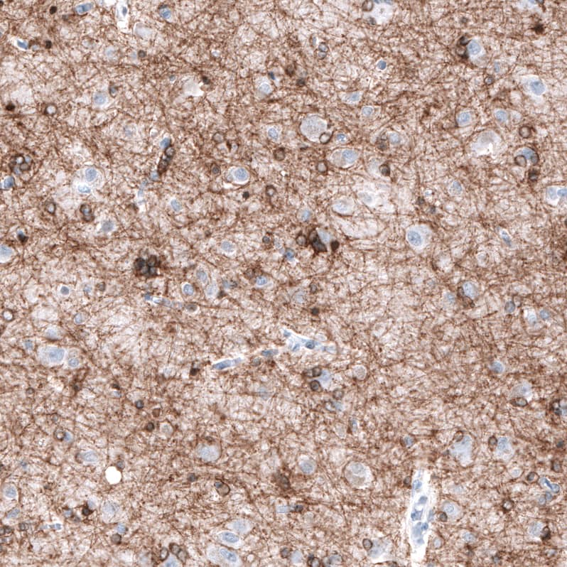 OPALIN Antibody (CL11144) - Azide and BSA Free Immunohistochemistry-Paraffin: OPALIN Antibody [NBP3-44037]