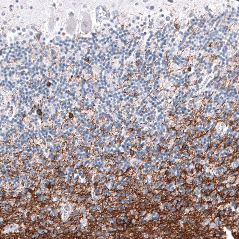 OPALIN Antibody (CL11144) - Azide and BSA Free Immunohistochemistry-Paraffin: OPALIN Antibody [NBP3-44037]