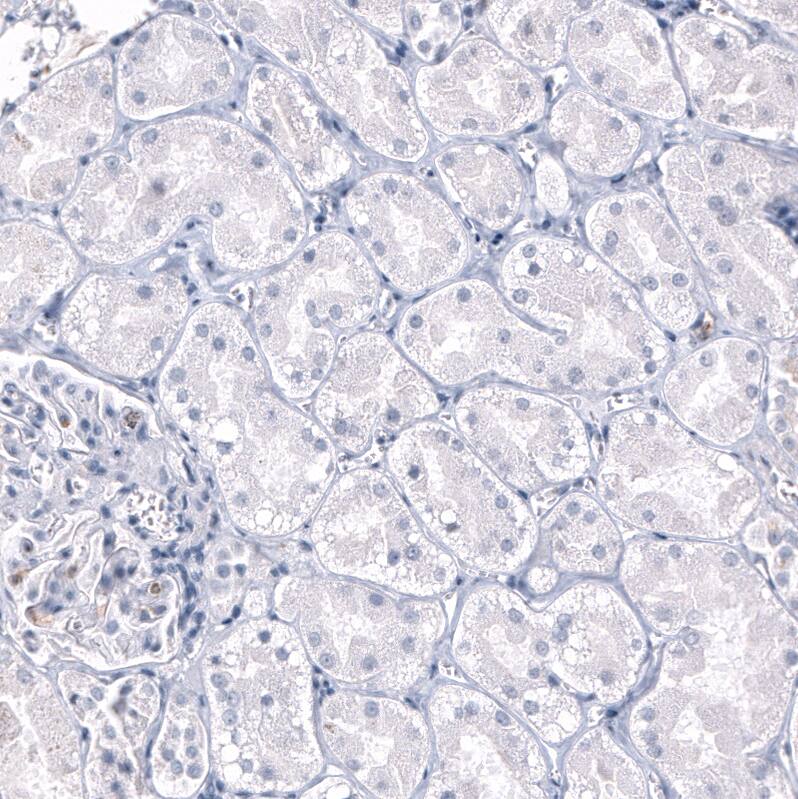 OPALIN Antibody (CL11144) - Azide and BSA Free Immunohistochemistry-Paraffin: OPALIN Antibody [NBP3-44037]