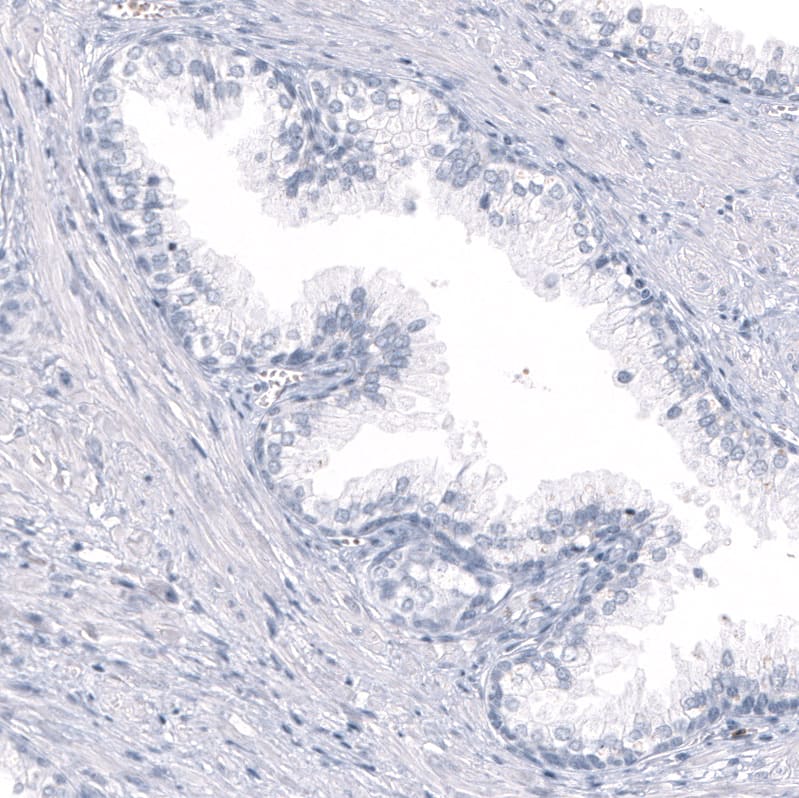 OPALIN Antibody (CL11144) - Azide and BSA Free Immunohistochemistry-Paraffin: OPALIN Antibody [NBP3-44037]