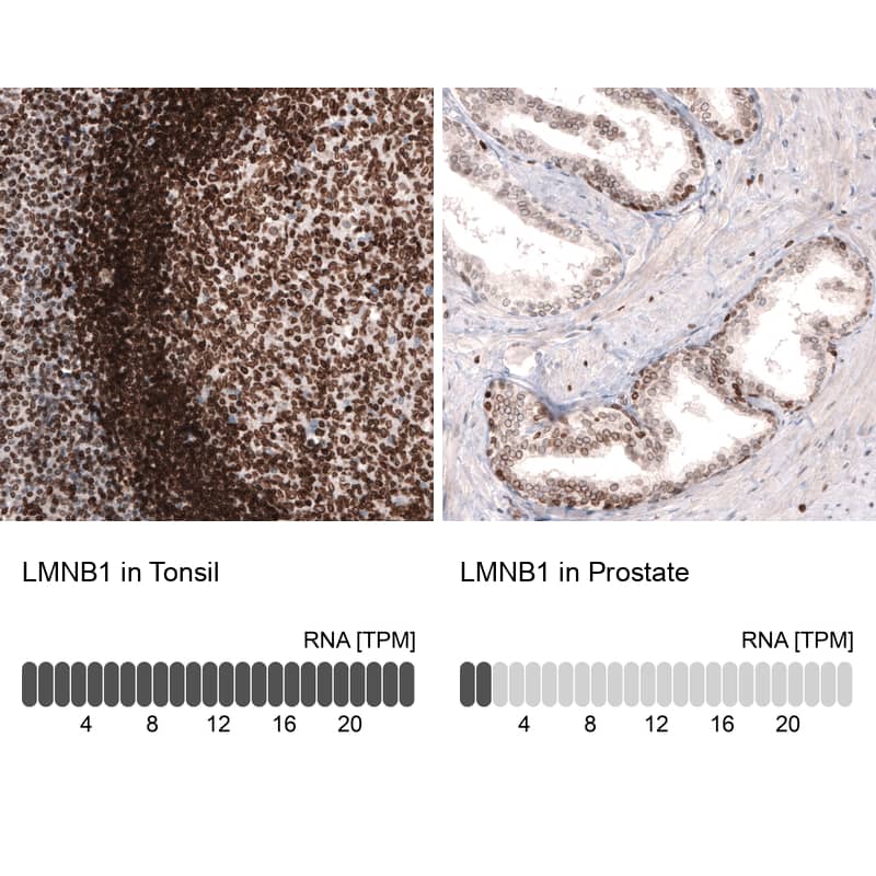 Lamin B1 Antibody (CL3929) - Azide and BSA Free Immunohistochemistry-Paraffin: Lamin B1 Antibody [NBP3-44038]
