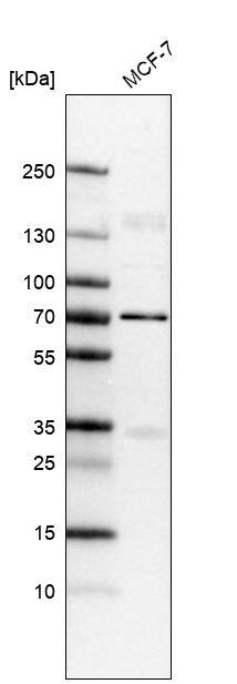 Lamin B1 Antibody (CL3929) - Azide and BSA Free Western Blot: Lamin B1 Antibody [NBP3-44038]