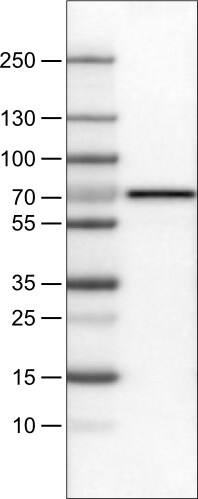 FATP5/SLC27A5 Antibody (CL0215) - Azide and BSA Free Western Blot: FATP5/SLC27A5 Antibody [NBP3-44039]