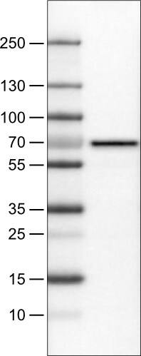 FATP5/SLC27A5 Antibody (CL0216) - Azide and BSA Free Western Blot: FATP5/SLC27A5 Antibody [NBP3-44040]