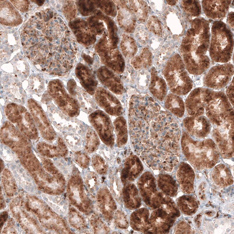 Granulin Antibody (CL5692) - Azide and BSA Free Immunohistochemistry-Paraffin: Granulin Antibody [NBP3-44043]