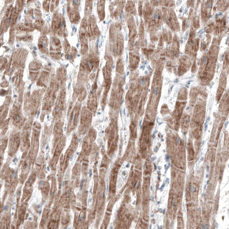 FRMD5 Antibody (CL9503) - Azide and BSA Free Immunohistochemistry-Paraffin: FRMD5 Antibody [NBP3-44045]