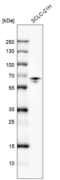 FRMD5 Antibody (CL9503) - Azide and BSA Free Western Blot: FRMD5 Antibody [NBP3-44045]