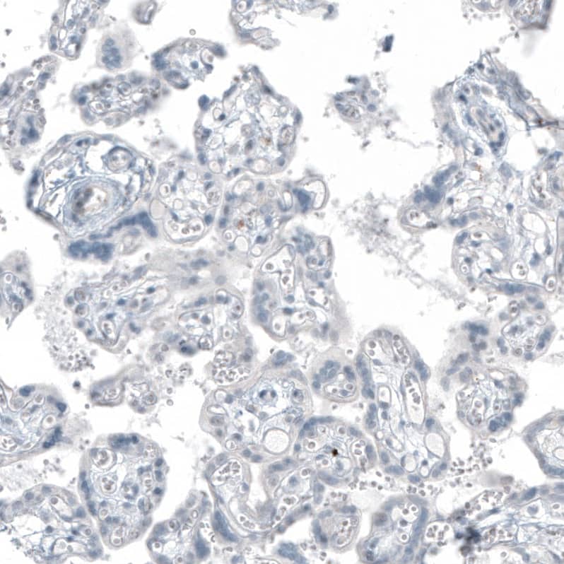 FRMD5 Antibody (CL9503) - Azide and BSA Free Immunohistochemistry-Paraffin: FRMD5 Antibody [NBP3-44045]