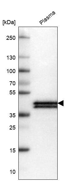 Apolipoprotein L1 Antibody (CL0170) - Azide and BSA Free Western Blot: Apolipoprotein L1 Antibody [NBP3-44050]