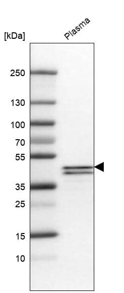 Apolipoprotein L1 Antibody (CL0173) - Azide and BSA Free Western Blot: Apolipoprotein L1 Antibody [NBP3-44051]