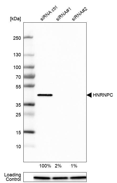 hnRNP C1 + C2 Antibody (CL2593) - Azide and BSA Free Western Blot: hnRNP C1 + C2 Antibody [NBP3-44054]