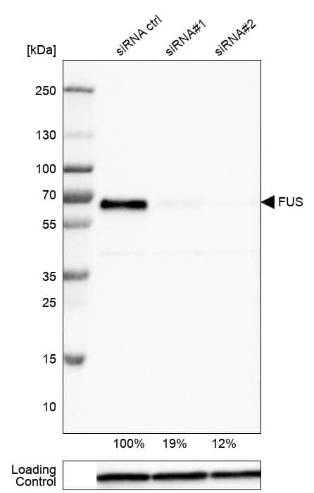 FUS Antibody (CL0190) - Azide and BSA Free Western Blot: FUS Antibody [NBP3-44055]