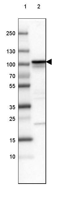 beta-Catenin Antibody (CL3691) - Azide and BSA Free Western Blot: beta-Catenin Antibody [NBP3-44057]