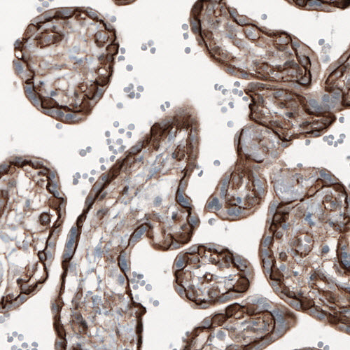 beta-Catenin Antibody (CL3691) - Azide and BSA Free Immunohistochemistry-Paraffin: beta-Catenin Antibody [NBP3-44057]