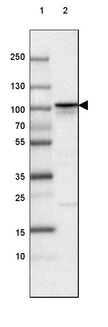beta-Catenin Antibody (CL3691) - Azide and BSA Free Western Blot: beta-Catenin Antibody [NBP3-44057]