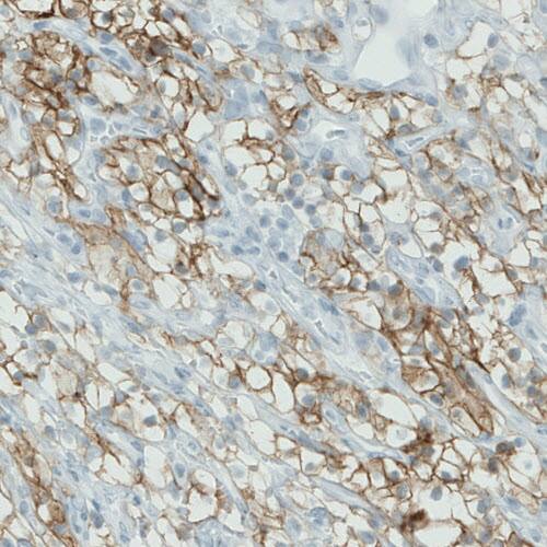 Carbonic Anhydrase XII/CA12 Antibody (CL0278) - Azide and BSA Free Immunohistochemistry-Paraffin: Carbonic Anhydrase XII/CA12 Antibody [NBP3-44058]