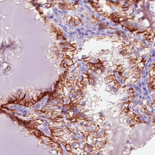 Carbonic Anhydrase XII/CA12 Antibody (CL0280) - Azide and BSA Free Immunohistochemistry-Paraffin: Carbonic Anhydrase XII/CA12 Antibody [NBP3-44059]