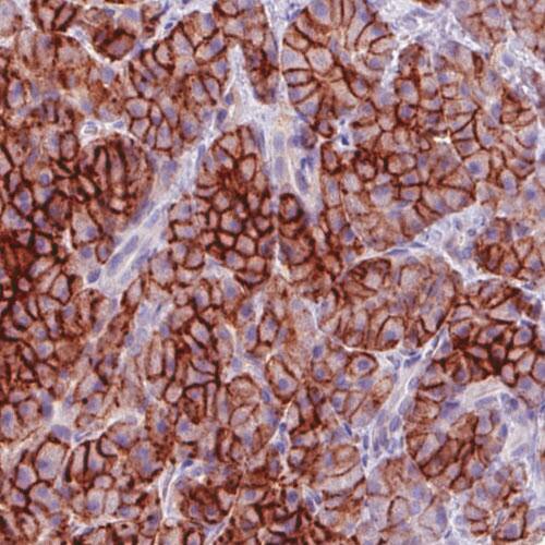 Carbonic Anhydrase XII/CA12 Antibody (CL0280) - Azide and BSA Free Immunohistochemistry-Paraffin: Carbonic Anhydrase XII/CA12 Antibody [NBP3-44059]