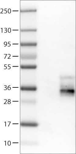 TSPAN7/TM4SF2 Antibody (CL0262) - Azide and BSA Free Western Blot: TSPAN7/TM4SF2 Antibody [NBP3-44061]