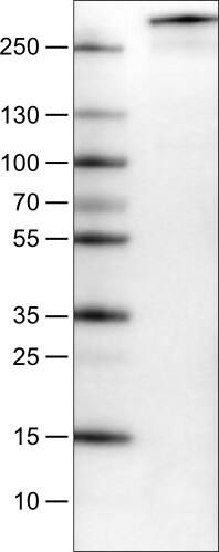 PCM1 Antibody (CL0206) - Azide and BSA Free Western Blot: PCM1 Antibody [NBP3-44065]