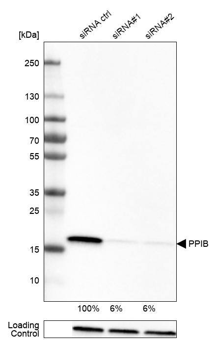 Cyclophilin B Antibody (CL3901) - Azide and BSA Free Western Blot: Cyclophilin B Antibody [NBP3-44066]