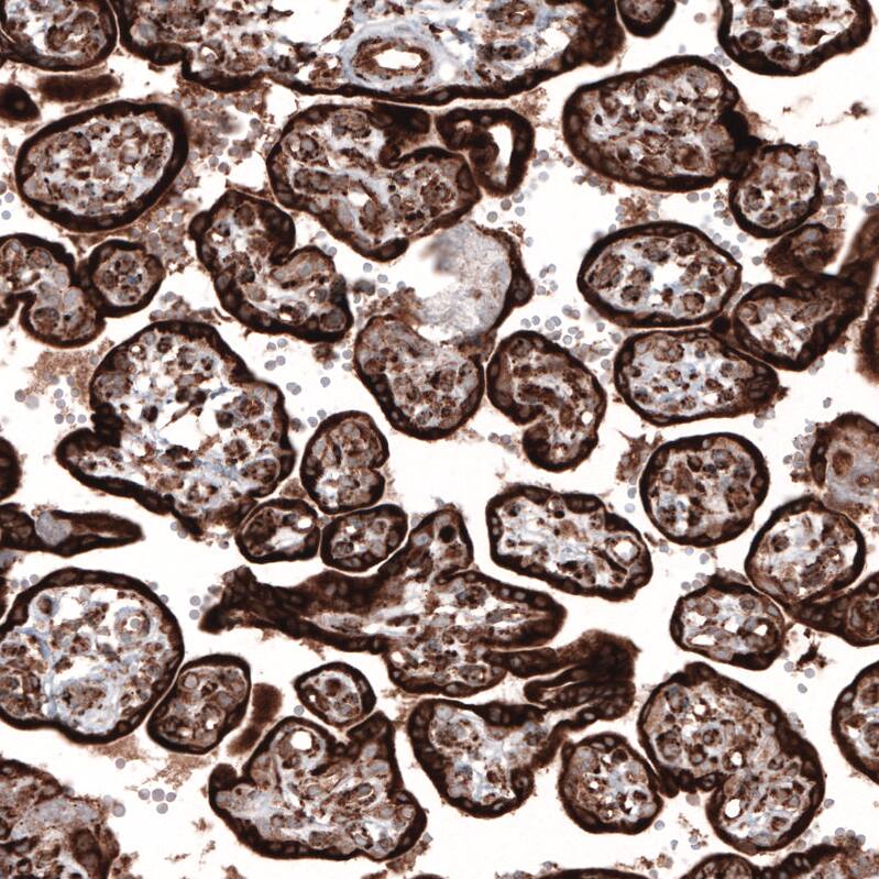 Cyclophilin B Antibody (CL3901) - Azide and BSA Free Immunohistochemistry-Paraffin: Cyclophilin B Antibody [NBP3-44066]