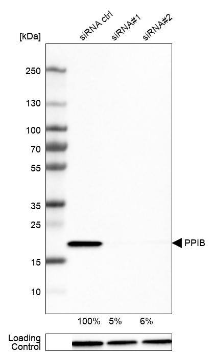 Cyclophilin B Antibody (CL3915) - Azide and BSA Free Western Blot: Cyclophilin B Antibody [NBP3-44067]