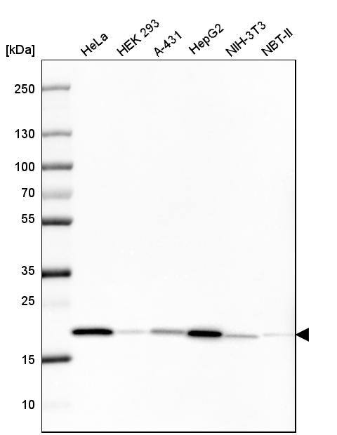 Cyclophilin B Antibody (CL3915) - Azide and BSA Free Western Blot: Cyclophilin B Antibody [NBP3-44067]