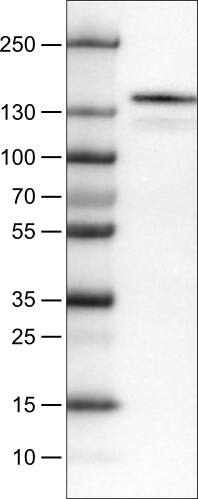 CD117/c-kit Antibody (CL1657) - Azide and BSA Free Western Blot: CD117/c-kit Antibody [NBP3-44075]