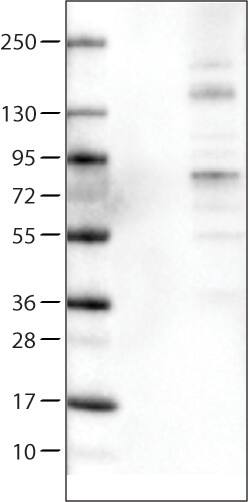 ACSL5 Antibody (CL0275) - Azide and BSA Free Western Blot: ACSL5 Antibody [NBP3-44076]
