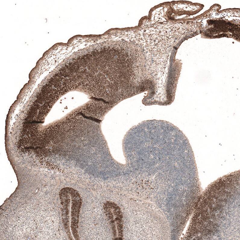 Pax6 Antibody (CL5414) - Azide and BSA Free Immunohistochemistry-Paraffin: Pax6 Antibody [NBP3-44080]