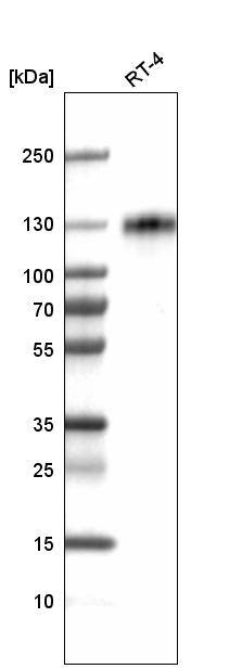 LAMP-1/CD107a Antibody (CL4472) - Azide and BSA Free Western Blot: LAMP-1/CD107a Antibody [NBP3-44091]