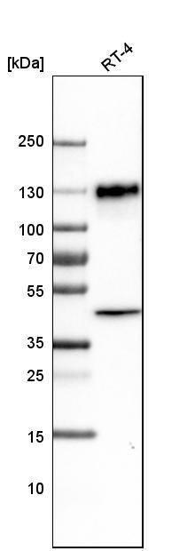 LAMP-1/CD107a Antibody (CL4489) - Azide and BSA Free Western Blot: LAMP-1/CD107a Antibody [NBP3-44092]