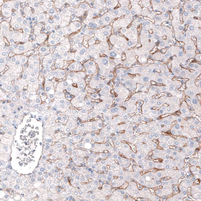 ELTD1/ETL Antibody (CL4164) - Azide and BSA Free Immunohistochemistry-Paraffin: ELTD1/ETL Antibody [NBP3-44095]