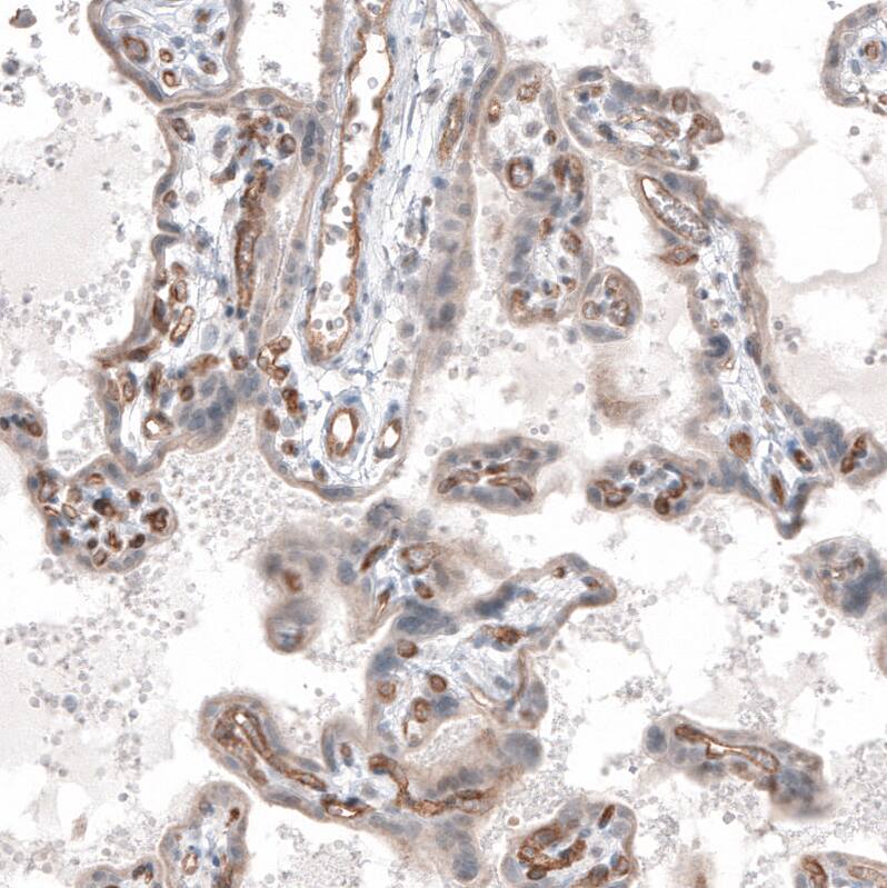 ELTD1/ETL Antibody (CL4164) - Azide and BSA Free Immunohistochemistry-Paraffin: ELTD1/ETL Antibody [NBP3-44095]