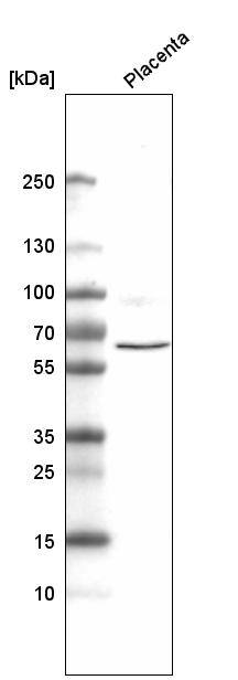 ELTD1/ETL Antibody (CL4164) - Azide and BSA Free Western Blot: ELTD1/ETL Antibody [NBP3-44095]