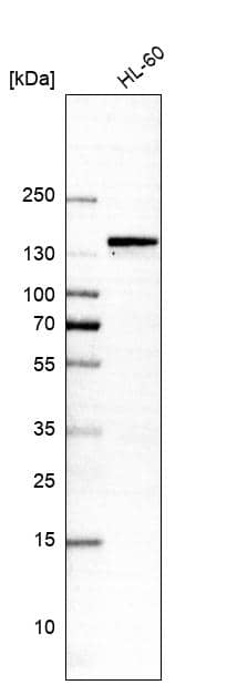 Mkl1 Antibody (CL4281) - Azide and BSA Free Western Blot: Mkl1 Antibody [NBP3-44096]